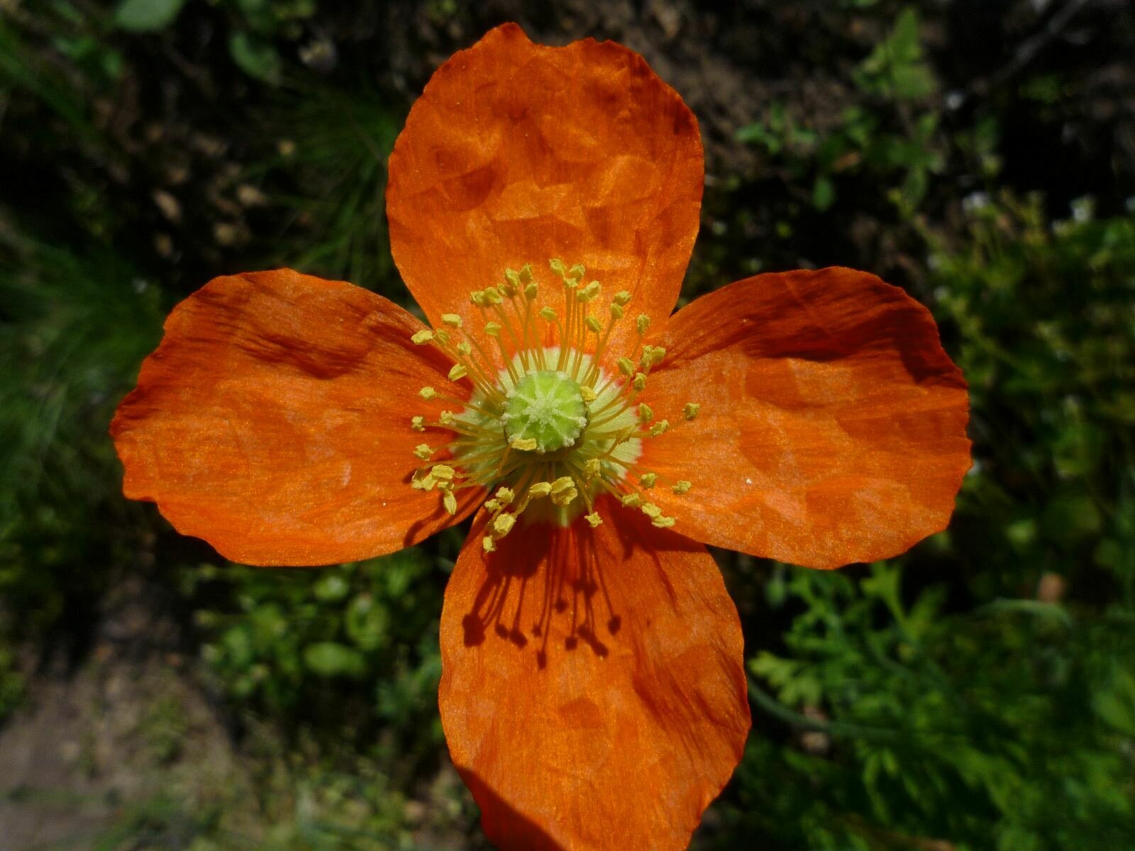 High Resolution Papaver californicum Flower